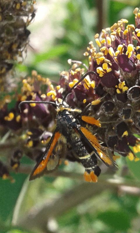 Pyropteron chrysidiformis (Sesiidae)?  S